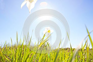 White narcissus flower on over blue sky on sunset background. Narcissus poeticus