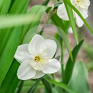 White narcissus flower with yellowish stamens close-up