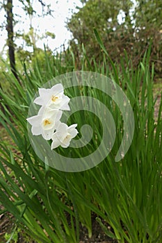 White narcissus flowering.