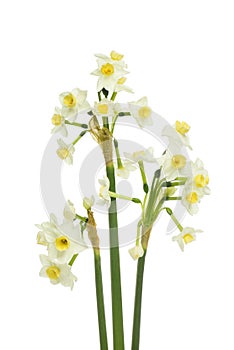 White narcissus flowers