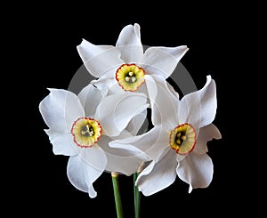 White Narcissus flowers