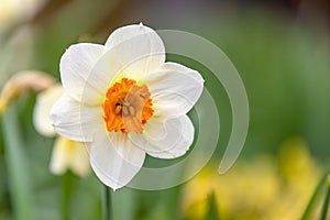 A white Narcissus a genus of predominantly spring flowering