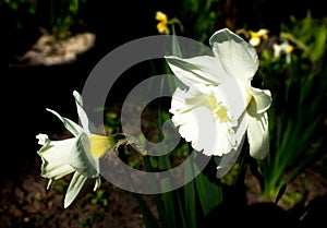 White narcissus in a group growing in a garden flowerbed. photo