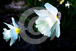 White narcissus in a group growing in a garden flowerbed. photo