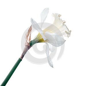 White narcissus isolated photo