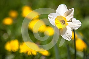 White narcissus