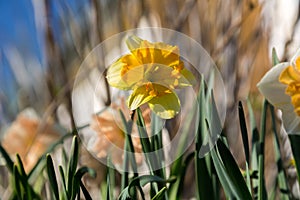 White narcissus Narcissus poeticus