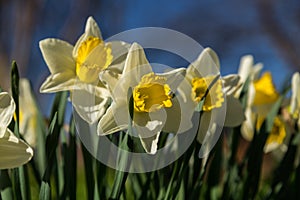 White narcissus Narcissus poeticus