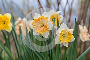 White narcissus Narcissus poeticus