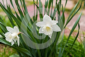 White narcissus Narcissus poeticus