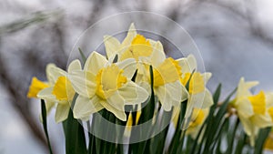 White narcissus Narcissus poeticus