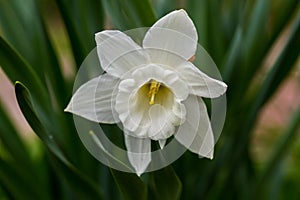 White narcissus Narcissus poeticus