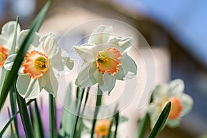 White narcissus Narcissus poeticus