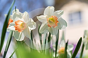 White narcissus Narcissus poeticus