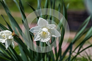 White narcissus Narcissus poeticus