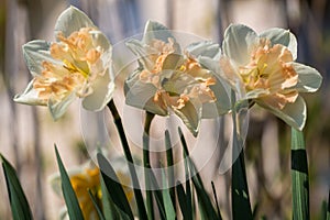 White narcissus Narcissus poeticus