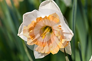 White narcissus Narcissus poeticus