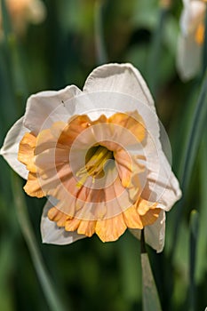 White narcissus Narcissus poeticus