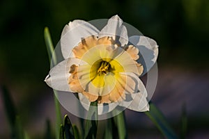 White narcissus Narcissus poeticus