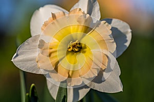 White narcissus Narcissus poeticus