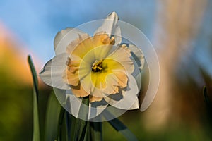 White narcissus Narcissus poeticus