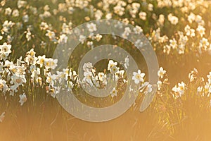 White Narcissus pseudonarcissus, wild daffodil, in a field at sunset