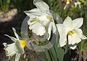 White Narcissus Saint Patrick`s Day flower showing stamens. Bota photo