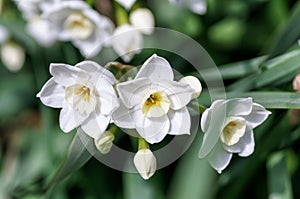 White Narcissus. photo