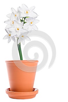 White Narcissus in a Terracotta Flower Pot