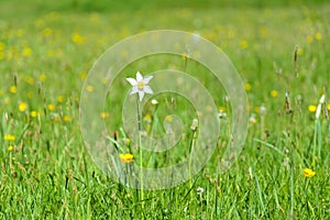 White Narcissus Wild Flower
