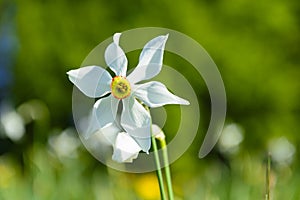 White Narcissus Wild Flower