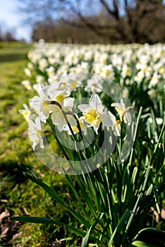 White narcissus