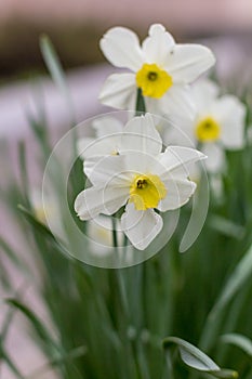 White narcissus. A large field of narcissus. Spring white and yellow flowers