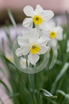 White narcissus. A large field of narcissus. Spring white and yellow flowers