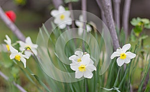 White narcissus. A large field of narcissus. Spring white and yellow flowers