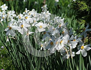 White narcissuses stand out among the garden flowers.