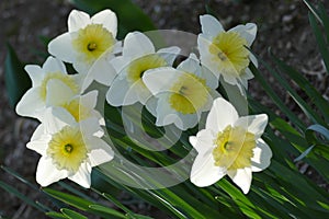 White Narcisus