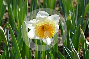 White Narcisus