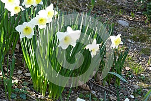 White Narcisus