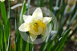 White Narcisus