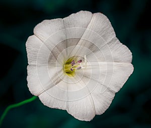 White natural beauty