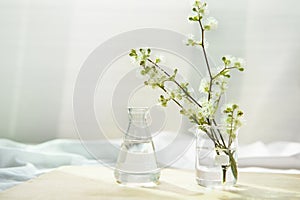 White nature wild flower in glass science flask for organic cosmetic skin care research concept with soft white fabric window