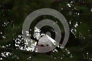White neck eagel photo