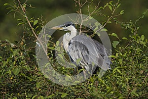 White necked heron,