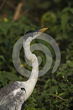 White necked heron,