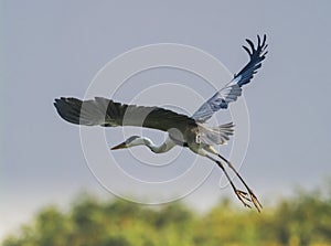 White necked heron,