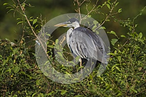 White necked heron,