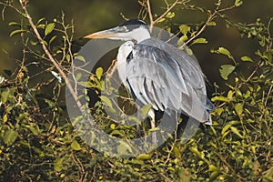 White necked heron,