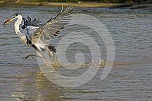 WHITE-NECKED HERON ardea cocoi, ADULT FISHING IN RIVER, LOS LIANOS IN VENEZUELA