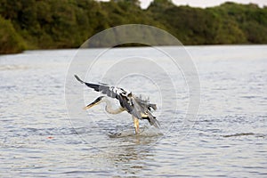 White-Necked Heron, ardea cocoi, Adult fishing in River, Los Lianos in Venezuela